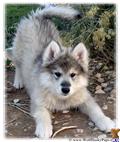 wolf dog puppy posted by Wolf Husky Pups